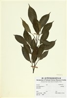 藏品(菲律賓榕)的圖片